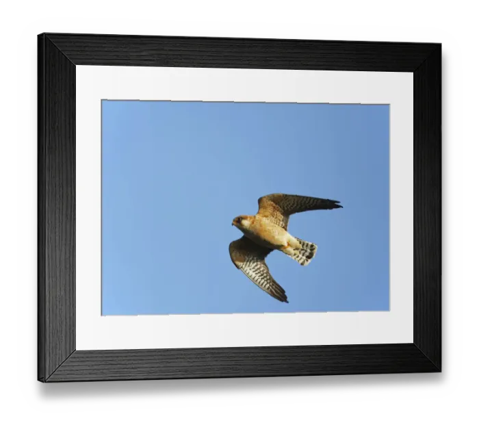 Framed Print : Red-footed Falcon (Falco vespertinus) low angle shot of female in flight, Hortobagy NP Framed Print : Red-footed Falcon (Falco vespertinus) low angle shot of female in flight, Hortobagy NP