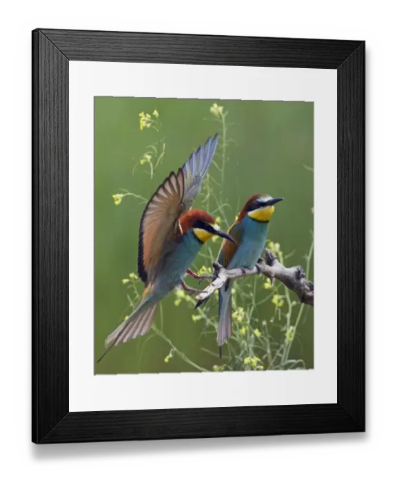 Framed Print : European Bee-eater (Merops apiaster) pair, Pusztaszer, Hungary, May 2008 Framed Print : European Bee-eater (Merops apiaster) pair, Pusztaszer, Hungary, May 2008