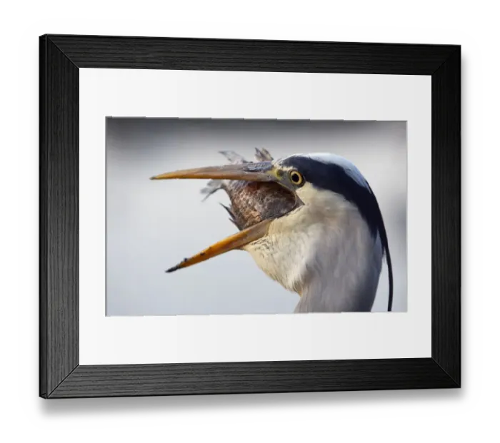 Framed Print : Grey Heron (Ardea cinerea) swallowing large fish, Pusztaszer, Hungary, May 2008 Framed Print : Grey Heron (Ardea cinerea) swallowing large fish, Pusztaszer, Hungary, May 2008