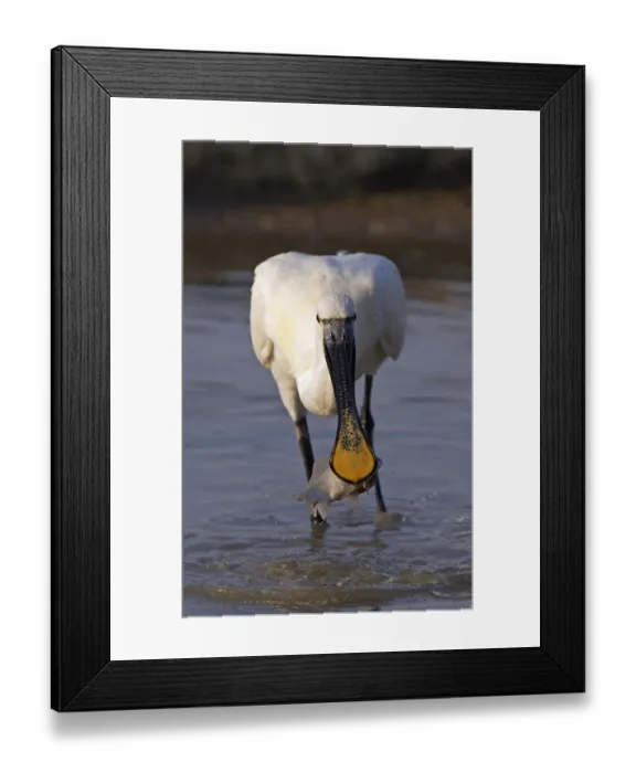 Framed Print : White spoonbill (Platalea leucorodia) catching fish, Pusztaszer, Hungary, May 2008