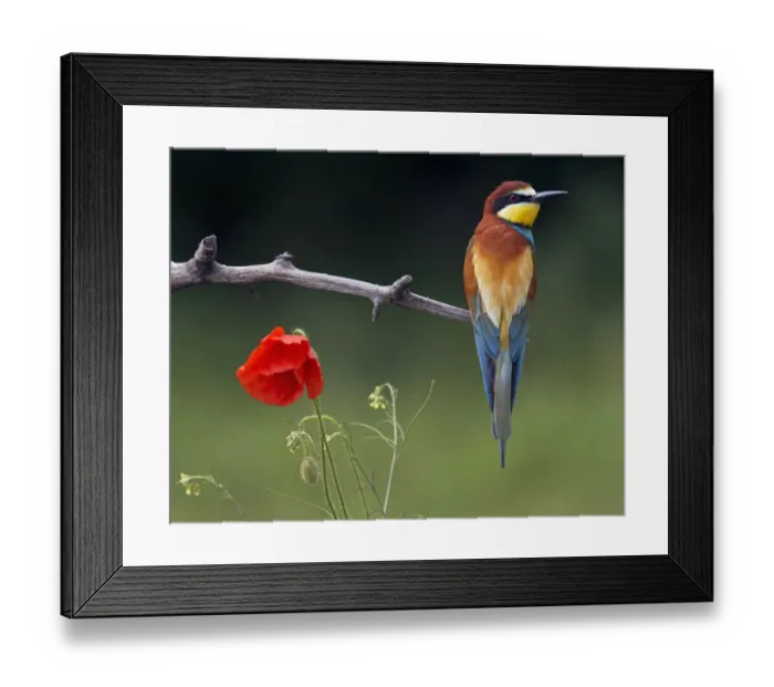 Framed Print : European Bee-eater (Merops apiaster) perched beside Poppy flower, Pusztaszer, Hungary Framed Print : European Bee-eater (Merops apiaster) perched beside Poppy flower, Pusztaszer, Hungary
