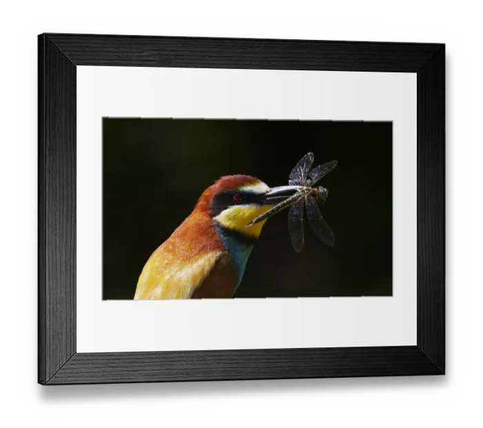 Framed Print : European Bee-eater (Merops apiaster) with Dragonfly prey, Pusztaszer, Hungary, May 2008 Framed Print : European Bee-eater (Merops apiaster) with Dragonfly prey, Pusztaszer, Hungary, May 2008