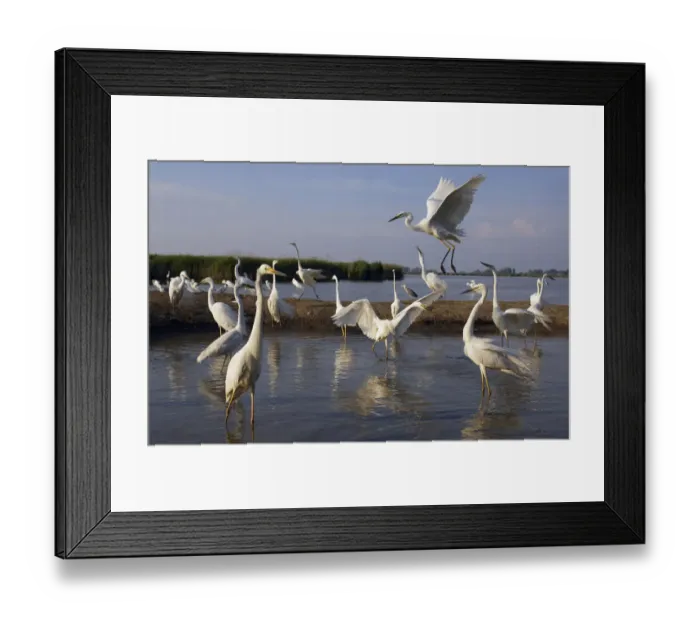 Framed Print : Flock of Great Egret (Ardea alba) at water, Pusztaszer, Hungary, May 2008 Framed Print : Flock of Great Egret (Ardea alba) at water, Pusztaszer, Hungary, May 2008