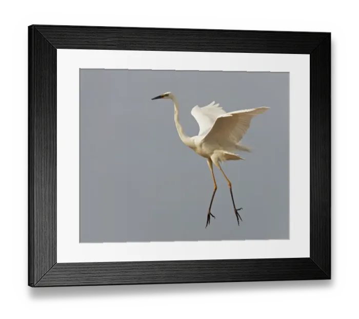 Framed Print : Great Egret (Ardea alba) landing, Pusztaszer, Hungary, May 2008 Framed Print : Great Egret (Ardea alba) landing, Pusztaszer, Hungary, May 2008