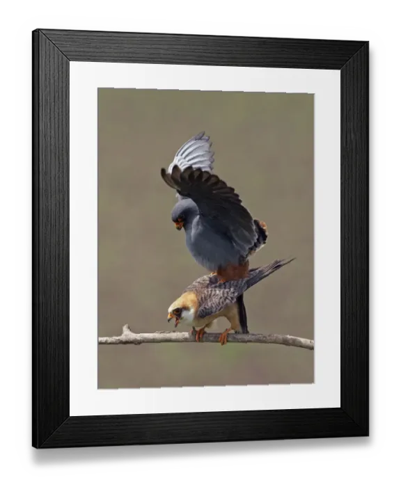 Framed Print : Red-footed Falcon (Falco vespertinus) mating pair, Hortobagy NP, Hungary, May 2008