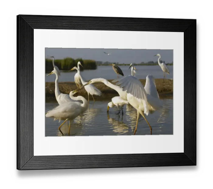 Framed Print : Flock of Great Egret (Ardea alba) at water, Pusztaszer, Hungary, May 2008