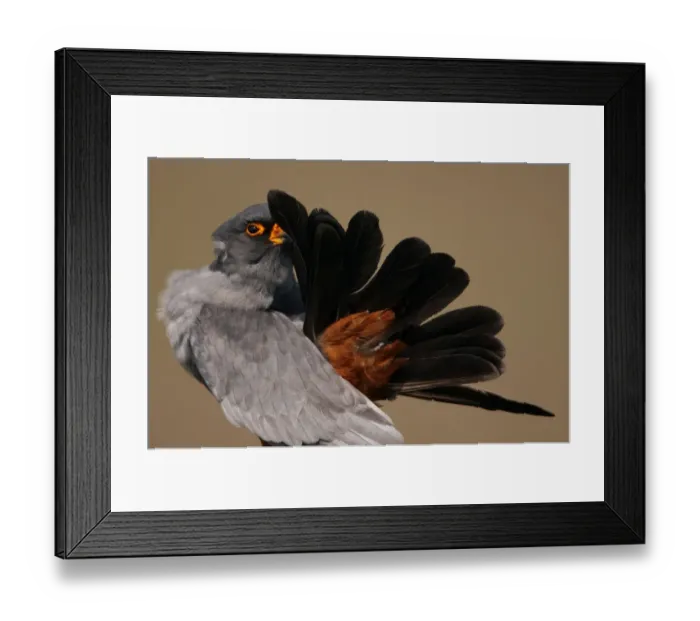 Framed Print : Red-footed Falcon (Falco vespertinus) male preening, Hortobagy NP, Hungary, May 2008 Framed Print : Red-footed Falcon (Falco vespertinus) male preening, Hortobagy NP, Hungary, May 2008