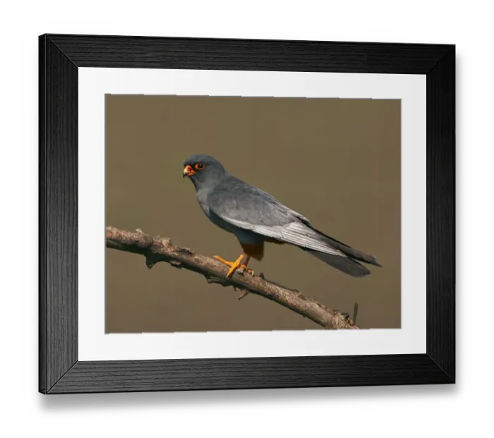 Framed Print : Red-footed Falcon (Falco vespertinus) male perched, Hortobagy NP, Hungary, May 2008 Framed Print : Red-footed Falcon (Falco vespertinus) male perched, Hortobagy NP, Hungary, May 2008