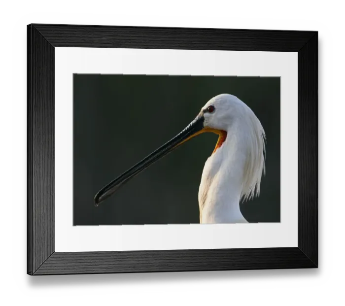Framed Print : White spoonbill (Platalea leucorodia) portrait, Pusztaszer, Hungary, May 2008