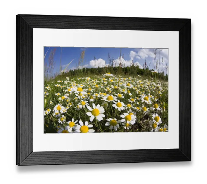 Framed Print : Meadow with flowering Corn camomile (Anthemis arvensis) East Slovakia, Europe, June 2008 Framed Print : Meadow with flowering Corn camomile (Anthemis arvensis) East Slovakia, Europe, June 2008