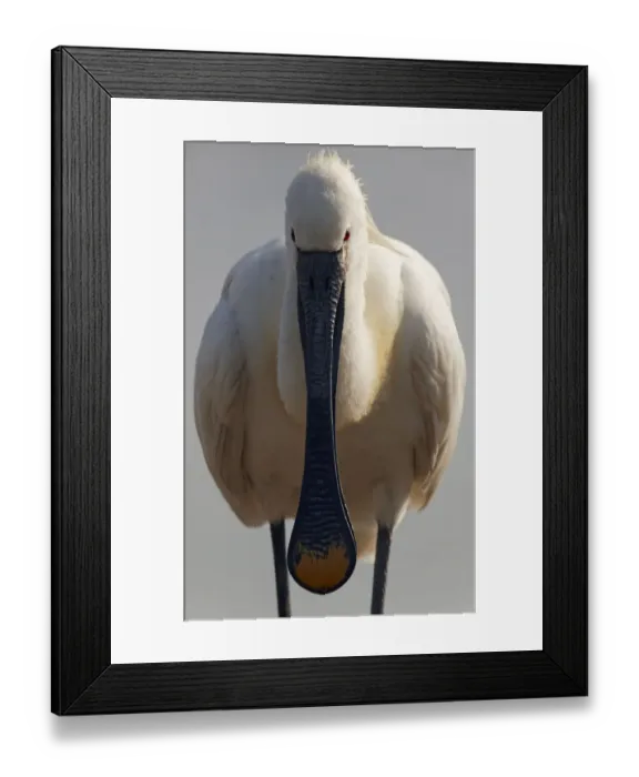 Framed Print : White spoonbill (Platalea leucorodia) portrait, Pusztaszer, Hungary, May 2008