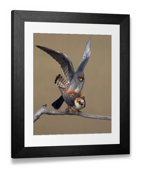 Framed Print : Red-footed falcon (Falco vespertinus) mating pair, Hortobagy NP, Hungary, May 2008 Framed Print : Red-footed falcon (Falco vespertinus) mating pair, Hortobagy NP, Hungary, May 2008