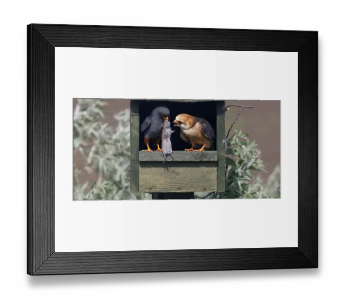 Framed Print : Red-footed Falcon (Falco vespertinus) male brings vole prey to female in nestbox Framed Print : Red-footed Falcon (Falco vespertinus) male brings vole prey to female in nestbox