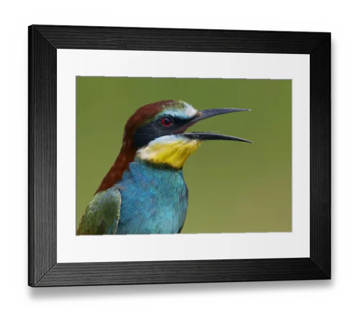 Framed Print : European Bee-eater (Merops apiaster) vocalising, Pusztaszer, Hungary, May 2008 Framed Print : European Bee-eater (Merops apiaster) vocalising, Pusztaszer, Hungary, May 2008