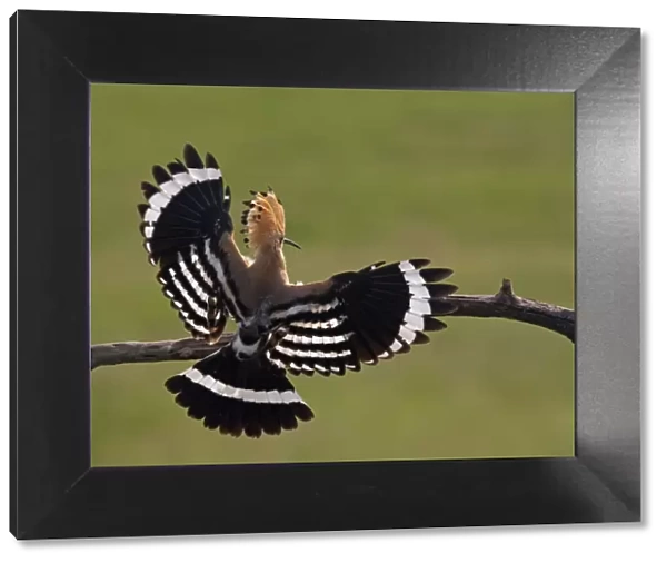 Hoopoe (Upupa epops) landing on branch, rear view with wings open, Hortobagy NP, Hungary