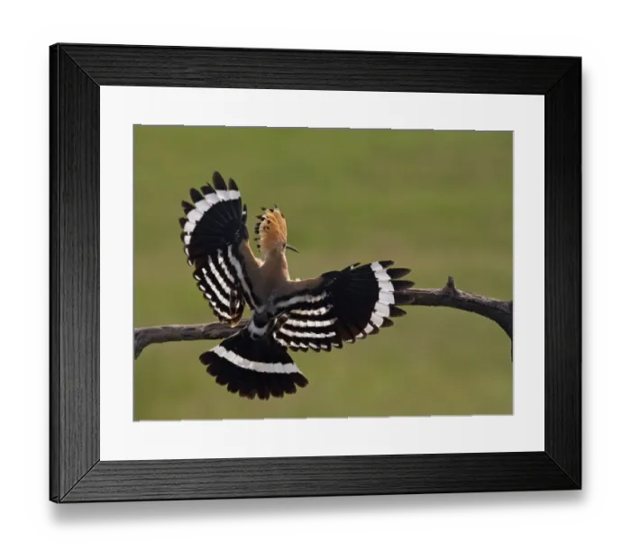 Framed Print : Hoopoe (Upupa epops) landing on branch, rear view with wings open, Hortobagy NP, Hungary Framed Print : Hoopoe (Upupa epops) landing on branch, rear view with wings open, Hortobagy NP, Hungary