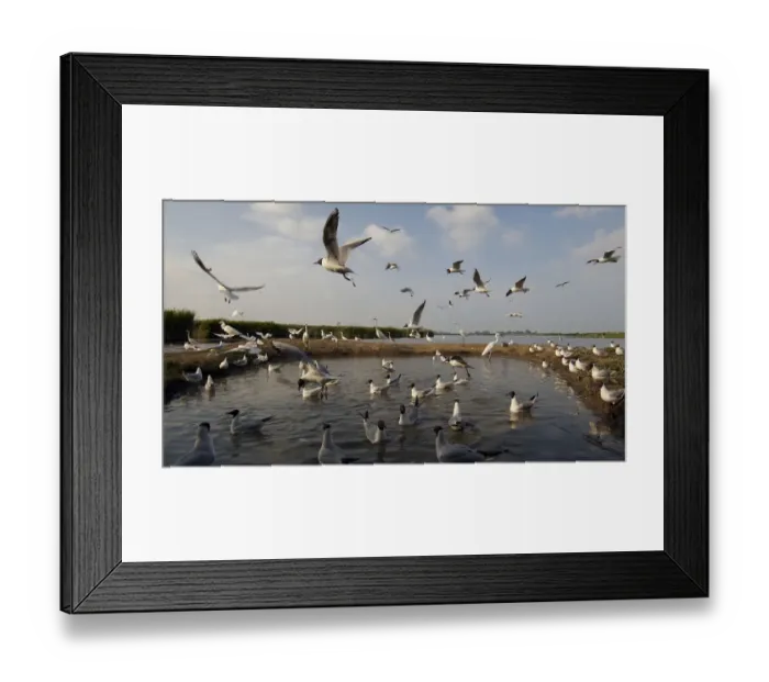 Framed Print : Black-headed gull (Chroicocephalus ridibundus) large flock at water, Pusztaszer, Hungary Framed Print : Black-headed gull (Chroicocephalus ridibundus) large flock at water, Pusztaszer, Hungary