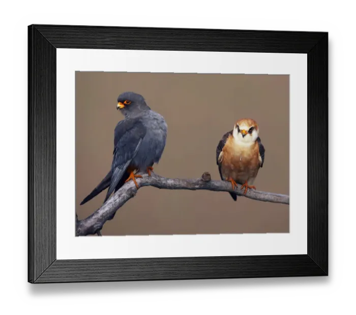 Framed Print : Red-footed Falcon (Falco vespertinus) pair perched, male on left, Hortobagy NP, Hungary Framed Print : Red-footed Falcon (Falco vespertinus) pair perched, male on left, Hortobagy NP, Hungary