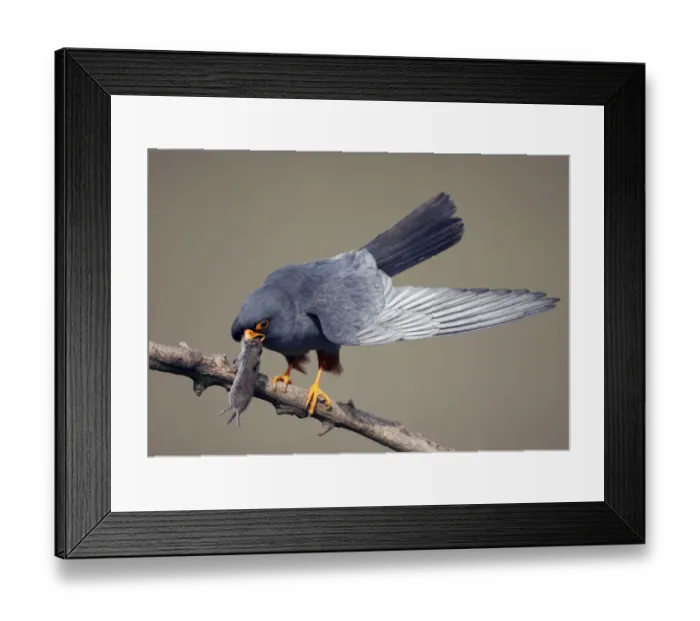 Framed Print : Red-footed Falcon (Falco vespertinus) male perched with vole prey, Hortobagy NP, Hungary