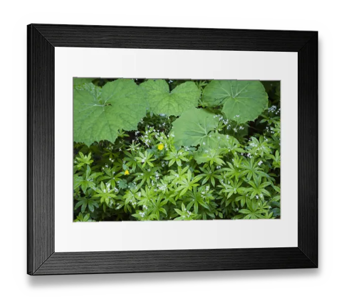 Framed Print : Coltsfoot (Tussilago farfara) and Woodruff (Galium odoratum) herbs growing in a deciduous forest Framed Print : Coltsfoot (Tussilago farfara) and Woodruff (Galium odoratum) herbs growing in a deciduous forest