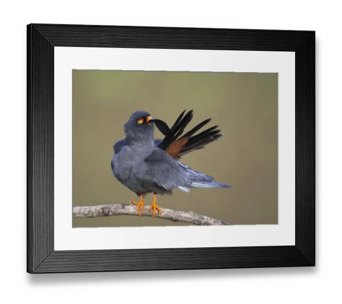 Framed Print : Red-footed Falcon (Falco vespertinus) male preening, Hortobagy NP, Hungary