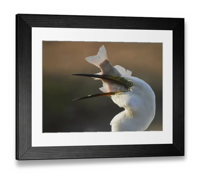 Framed Print : Great Egret (Ardea alba) swallowing large fish, Pusztaszer, Hungary, May 2008 Framed Print : Great Egret (Ardea alba) swallowing large fish, Pusztaszer, Hungary, May 2008