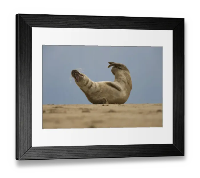 Framed Print : Grey seal (Halichoerus grypus) lying on beach, Donna Nook, Lincolnshire, UK, November Framed Print : Grey seal (Halichoerus grypus) lying on beach, Donna Nook, Lincolnshire, UK, November