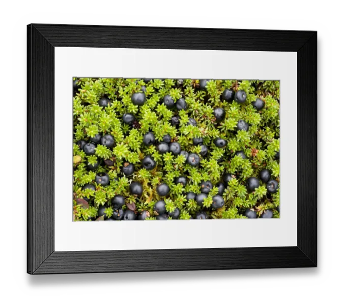 Framed Print : Crowberry (Empetrum nigrum hermaphroditum) with berries, Sarek National Park, Laponia Framed Print : Crowberry (Empetrum nigrum hermaphroditum) with berries, Sarek National Park, Laponia