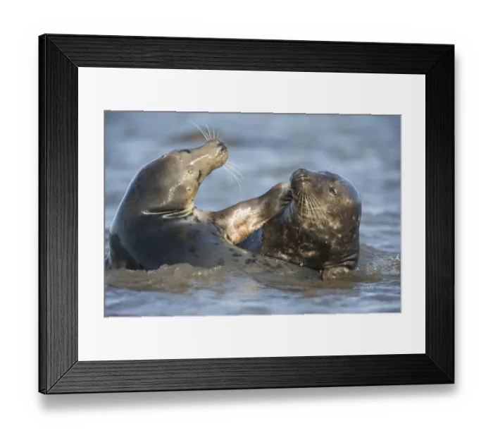 Framed Print : Grey seal (Halichoerus grypus) mating behaviour in shallow water, Donna Nook, Lincolnshire Framed Print : Grey seal (Halichoerus grypus) mating behaviour in shallow water, Donna Nook, Lincolnshire