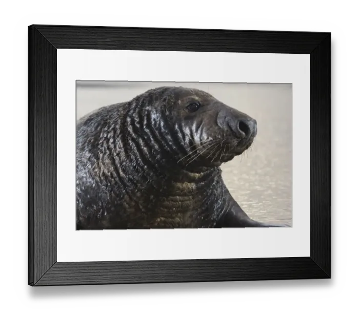 Framed Print : Grey seal (Halichoerus grypus) male portrait, Donna Nook, Lincolnshire, UK, November 2008 Framed Print : Grey seal (Halichoerus grypus) male portrait, Donna Nook, Lincolnshire, UK, November 2008