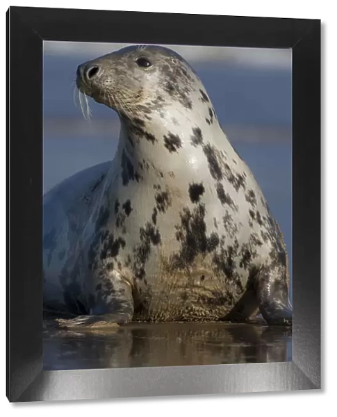 Grey seal (Halichoerus grypus) portrait, Donna Nook, Lincolnshire, UK, November 2008