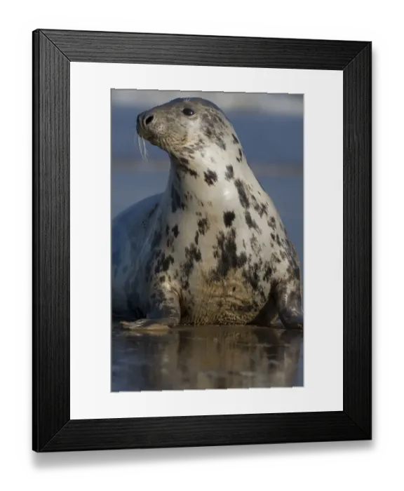 Framed Print : Grey seal (Halichoerus grypus) portrait, Donna Nook, Lincolnshire, UK, November 2008 Framed Print : Grey seal (Halichoerus grypus) portrait, Donna Nook, Lincolnshire, UK, November 2008