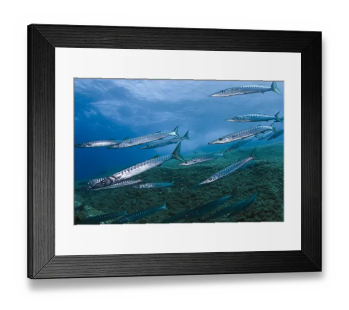Framed Print : Striped  /  Mediterranean barracuda (Sphyraena sphyraena) shoal over rocks, Perduto