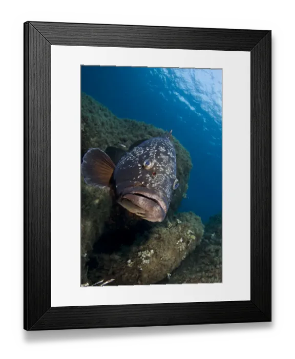 Framed Print : Dusky grouper (Epinephelus marginatus) amongst rocks, Cala di Grecu, Lavezzi Islands Framed Print : Dusky grouper (Epinephelus marginatus) amongst rocks, Cala di Grecu, Lavezzi Islands