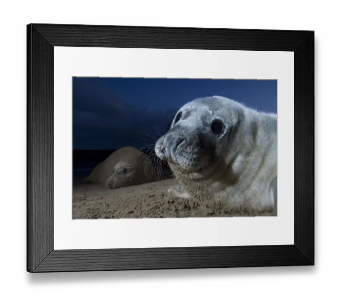 Framed Print : Grey seal (Halichoerus grypus) pup with adult in the background, Donna Nook, Lincolnshire Framed Print : Grey seal (Halichoerus grypus) pup with adult in the background, Donna Nook, Lincolnshire