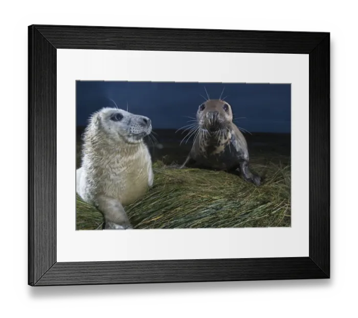 Framed Print : Grey seal (Halichoerus grypus) with pup at breeding site in dunes, Donna Nook, Lincolnshire
