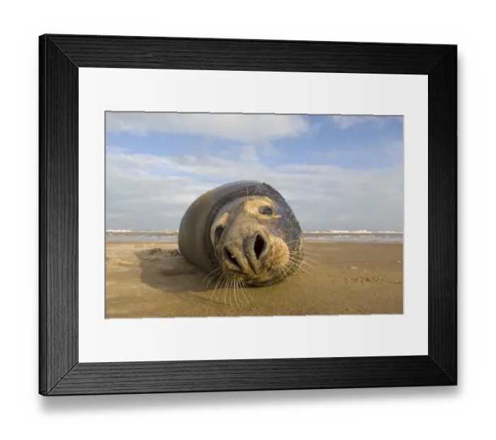 Framed Print : Grey seal (Halichoerus grypus) lying on beach, Donna Nook, Lincolnshire, UK, November Framed Print : Grey seal (Halichoerus grypus) lying on beach, Donna Nook, Lincolnshire, UK, November