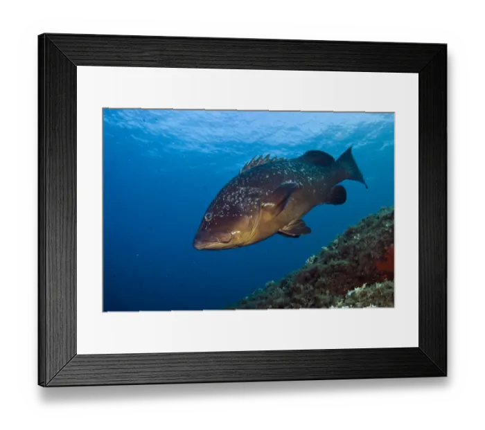 Framed Print : Dusky grouper (Epinephelus marginatus) Cala di Grecu, Lavezzi Islands, Corsica, France Framed Print : Dusky grouper (Epinephelus marginatus) Cala di Grecu, Lavezzi Islands, Corsica, France