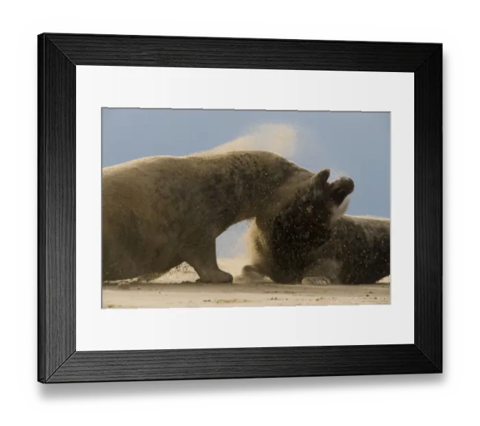 Framed Print : Grey seals (Halichoerus grypus) fighting, Donna Nook, Lincolnshire, UK, November 2008 Framed Print : Grey seals (Halichoerus grypus) fighting, Donna Nook, Lincolnshire, UK, November 2008
