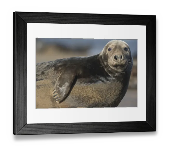 Framed Print : Grey seal (Halichoerus grypus) portrait, Donna Nook, Lincolnshire, UK, November 2008 Framed Print : Grey seal (Halichoerus grypus) portrait, Donna Nook, Lincolnshire, UK, November 2008