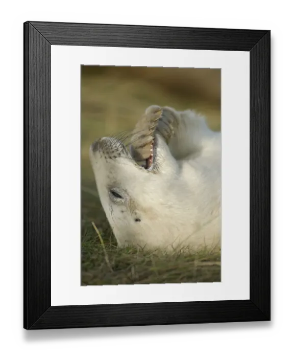 Framed Print : Grey seal (Halichoerus grypus) pup with flipper in its mouth, Donna Nook, Lincolnshire Framed Print : Grey seal (Halichoerus grypus) pup with flipper in its mouth, Donna Nook, Lincolnshire