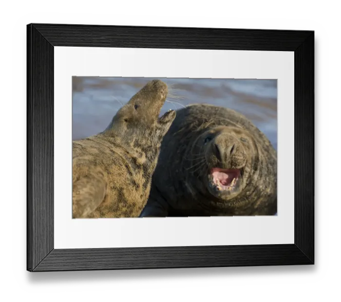 Framed Print : Grey seal (Halichoerus grypus) pair calling, Donna Nook, Lincolnshire, UK, November 2008 Framed Print : Grey seal (Halichoerus grypus) pair calling, Donna Nook, Lincolnshire, UK, November 2008