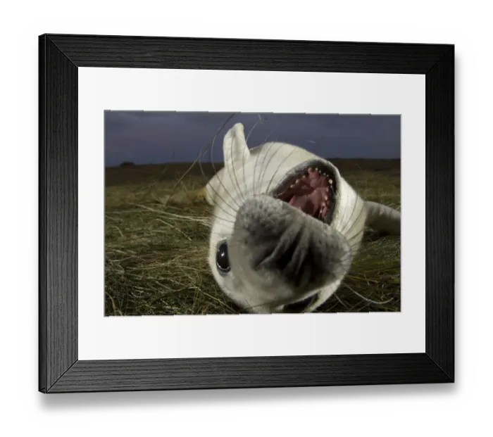 Framed Print : Grey seal (Halichoerus grypus) pup lying on its back with its mouth open, Donna Nook Framed Print : Grey seal (Halichoerus grypus) pup lying on its back with its mouth open, Donna Nook
