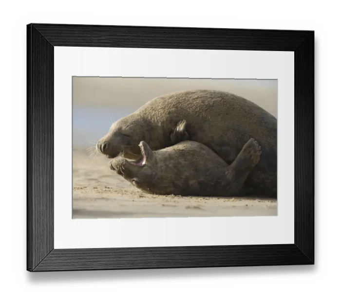 Framed Print : Grey seal (Halichoerus grypus) pair, Donna Nook, Lincolnshire, UK, November 2008 Framed Print : Grey seal (Halichoerus grypus) pair, Donna Nook, Lincolnshire, UK, November 2008