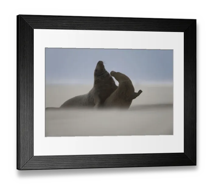 Framed Print : Grey seal (Halichoerus grypus) pair with wind blowing sand, Donna Nook, Lincolnshire Framed Print : Grey seal (Halichoerus grypus) pair with wind blowing sand, Donna Nook, Lincolnshire
