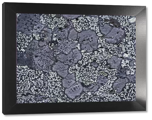 Map lichen (Rhizocarpon geographicum) on granite rock, Sarek National Park, Laponia