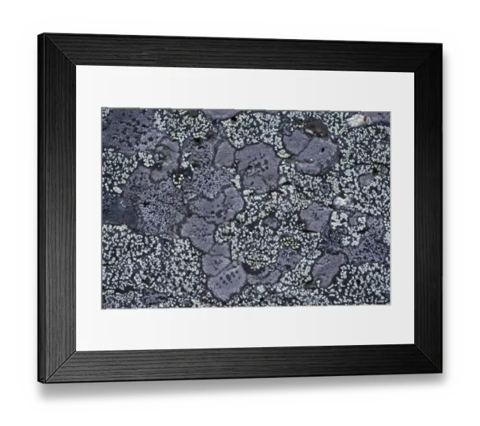 Framed Print : Map lichen (Rhizocarpon geographicum) on granite rock, Sarek National Park, Laponia Framed Print : Map lichen (Rhizocarpon geographicum) on granite rock, Sarek National Park, Laponia