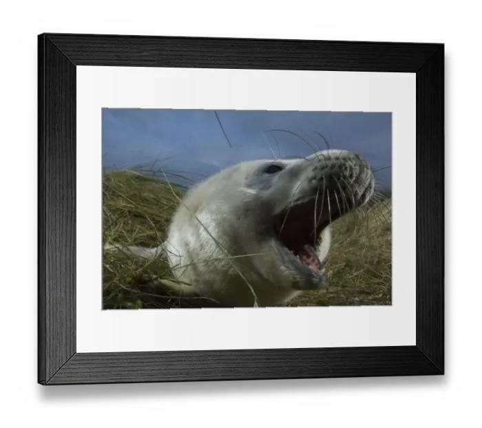 Framed Print : Grey seal (Halichoerus grypus) pup calling, Donna Nook, Lincolnshire, UK, November 2008
