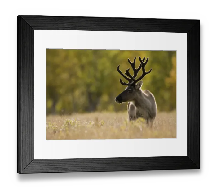 Framed Print : Reindeer (Rangifer tarandus) semi-domesticated, small scale herding by local Sami Framed Print : Reindeer (Rangifer tarandus) semi-domesticated, small scale herding by local Sami