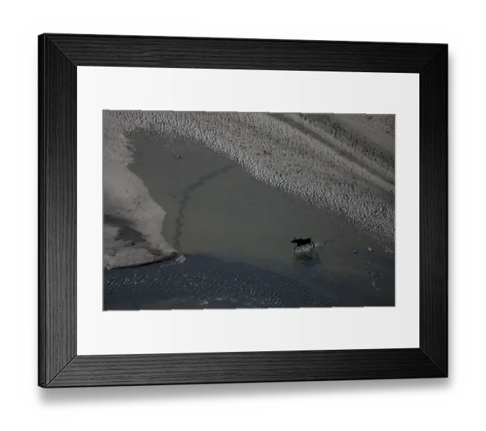 Framed Print : Aerial of a European elk / Moose (Alces alces) crossing sand spit in the Rapadalen valley Framed Print : Aerial of a European elk / Moose (Alces alces) crossing sand spit in the Rapadalen valley